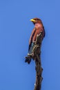 Broad-billed Roller in Kruger National park, South Africa Royalty Free Stock Photo