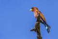 Broad-billed Roller in Kruger National park, South Africa