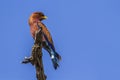 Broad-billed Roller in Kruger National park, South Africa Royalty Free Stock Photo