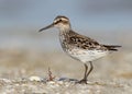 The broad-billed sandpiper Calidris falcinellus Royalty Free Stock Photo