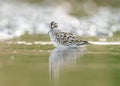 Broad-billed sandpiper (Calidris falcinellus) is a small wading bird of the Scolopacidae family. Royalty Free Stock Photo