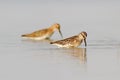 Broad-billed Sandpiper And Dunlin