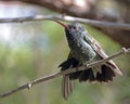 Broad-billed Venting Royalty Free Stock Photo