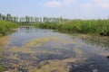 A blue ditch with duckweed closeup in the dutch countryside in spring