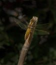 Broad bodied chase dragonfly