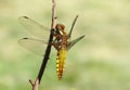 Broad-bodied Chaser dragonfly