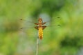 Broad-bodied Chaser dragonfly Royalty Free Stock Photo