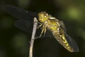 Broad-bodied Chaser dragonfly , female / Libellula depressa