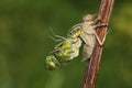 A Broad bodied Chaser Dragonfly Libellula depressa emerging from the back of the nymph .