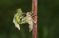 A Broad bodied Chaser Dragonfly Libellula depressa emerging from the back of the nymph .