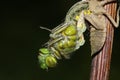 A Broad bodied Chaser Dragonfly Libellula depressa emerging from the back of the nymph . Royalty Free Stock Photo