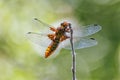 Broad-bodied Chaser Dragonfly - Libellula depressa at rest. Royalty Free Stock Photo