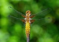 Broad-bodied Chaser Dragonfly - Libellula depressa at rest. Royalty Free Stock Photo