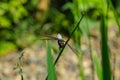 Broad-bodied chaser dragonfly male Libellula depressa with large transparent wings and light blue body sitting