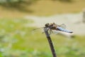 Broad-bodied Chaser dragonfly is ready for fly