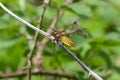 Broad bodied chaser dragonfly Royalty Free Stock Photo