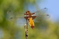 Broad-bodied chaser female close up Royalty Free Stock Photo