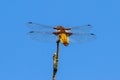 Broad-bodied chaser female close up Royalty Free Stock Photo
