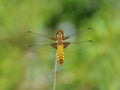 Broad-bodied Chaser Royalty Free Stock Photo