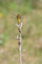 Broad-bodied Chaser, female