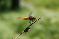 Broad-bodied Chaser (Libellula depressa) Royalty Free Stock Photo