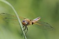 Broad-bodied Chaser - Libellula depressa Royalty Free Stock Photo