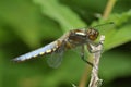 Broad-bodied Chaser - Libellula depressa Royalty Free Stock Photo