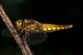 Broad-bodied Chaser (Libellula depressa) Royalty Free Stock Photo