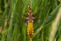 Broad-bodied Chaser (Libellula depressa) Royalty Free Stock Photo