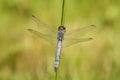 Broad-bodied Chaser (Libellula depressa) Royalty Free Stock Photo