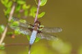 Broad-bodied Chaser - Libellula depressa Royalty Free Stock Photo