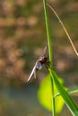 Broad-bodied Chaser Libellula depressa Royalty Free Stock Photo