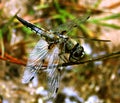 Broad-bodied Chaser (Libellula depressa) Royalty Free Stock Photo