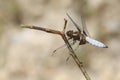 A Broad-bodied Chaser Libellula depressa perched on a twig. Royalty Free Stock Photo