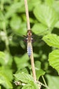 Broad-bodied chaser