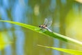 Broad-bodied chaser sitting at a pond Royalty Free Stock Photo