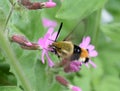Broad-bordered bee hawk-moth on flower Royalty Free Stock Photo