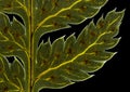 Broad buckler fern (Dryopteris dilatata) frond detail Royalty Free Stock Photo