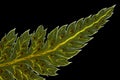 Broad buckler fern (Dryopteris dilatata) leaf tip Royalty Free Stock Photo