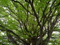 Underneath the Canopy of a Large Oak Tree Quercus robur Royalty Free Stock Photo