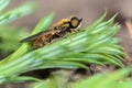 Broad centurion fly (Chloromyia formosa)