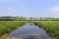 A broad ditch with green reed in holland in springtime