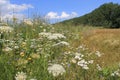 A field margin with white cow parsley and trees and a blue sky in the background Royalty Free Stock Photo