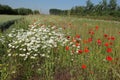 A field margin with poppies and white flowers in spring Royalty Free Stock Photo