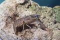 Broad fingered crayfish, astacus astacus in the pond Royalty Free Stock Photo