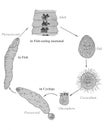 Broad or Fish Tapeworm; Diphyllobothrium latum; Life Cycle.