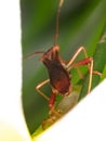 Broad-headed Bug