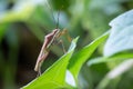 Broad-headed Bugs Alydidae , Insect leaf in nature with blurred background