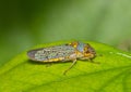 Broad-Headed Sharpshooter (Oncometopia orbona) roosting on a leaf, side view macro with copy space.