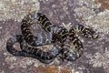 Broad-headed Snake